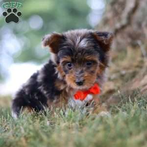 Caption, Yorkie Poo Puppy